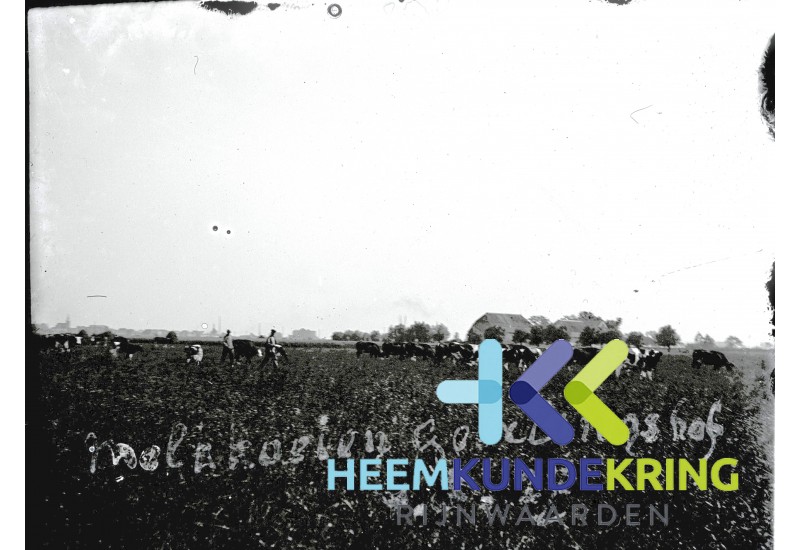Afbeelding04-06-1927 Melkkoeien Geerlingshof F00000883